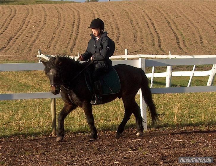 Dartmoor Petit Cheval Dunemose  - os igen (kunne slet ik ride dengang billedet er 2-3 år gamle..)   billede 3