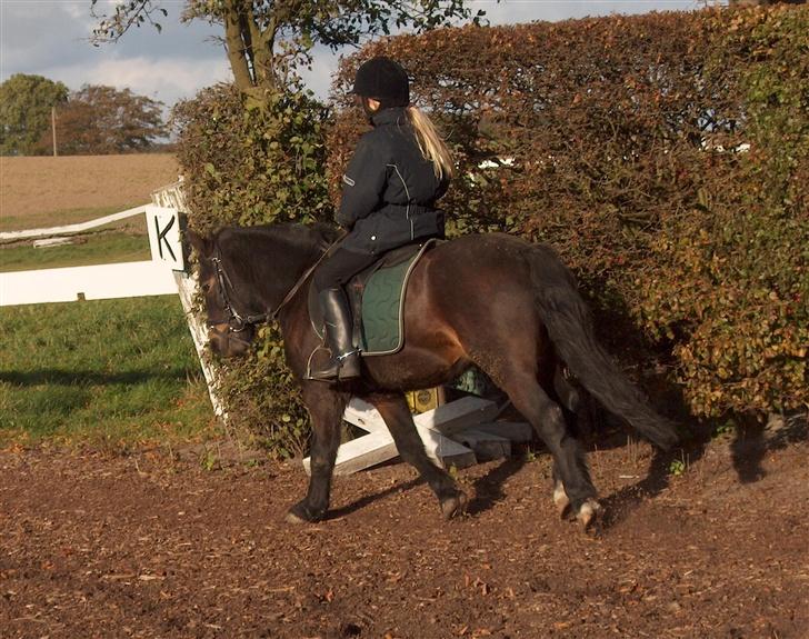 Dartmoor Petit Cheval Dunemose  - os igen igen (kunne slet ik ride dengang billedet er 2-3 år gamle..)   billede 4