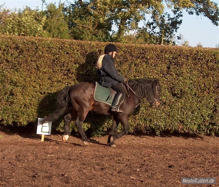 Dartmoor Petit Cheval Dunemose  - igen xP (kunne slet ik ride dengang billedet er 2-3 år gamle..)   billede 6
