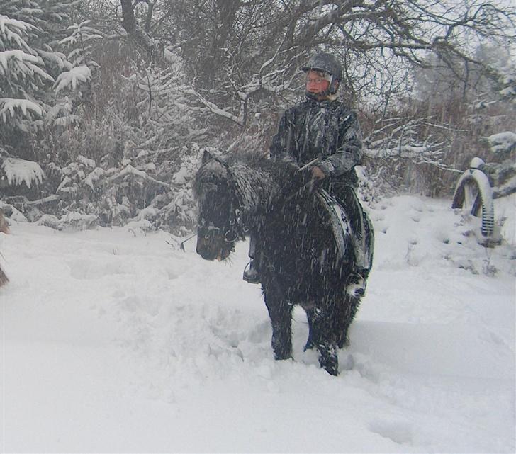 Dartmoor Petit Cheval Dunemose  - Uhhhhhhhhhhh.. hvor var det bare koldt.. regel nr. 1 : rid aldrig ud i en storm.. ! (: billede 8