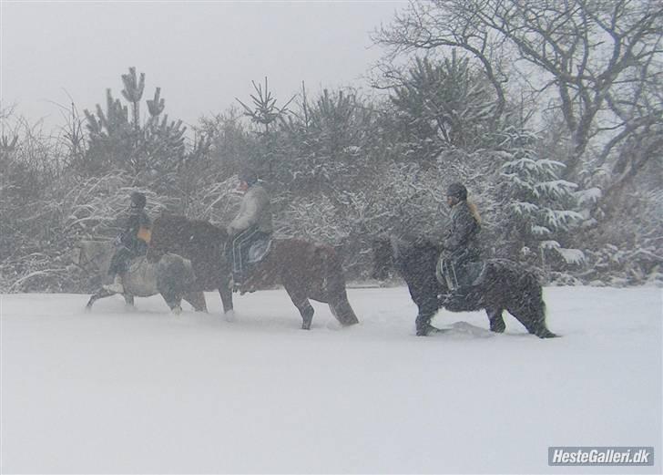 Dartmoor Petit Cheval Dunemose  - red tur sammen med min nabo/veninde.. hehe (: billede 9