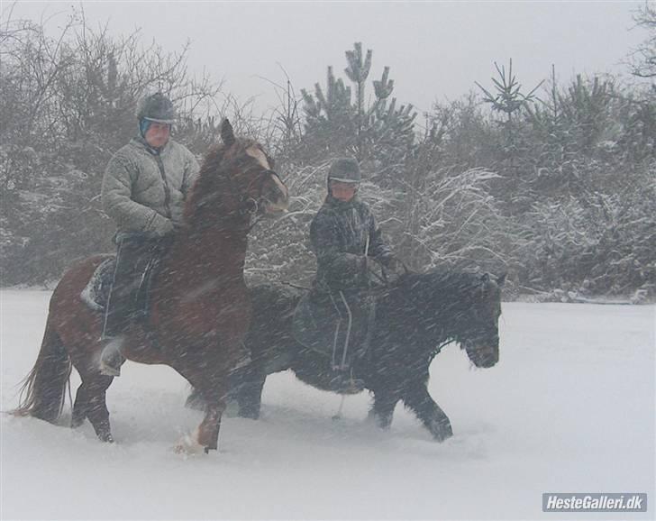 Dartmoor Petit Cheval Dunemose  - rigtigt hyggeligt, men koldt..   ;D billede 10