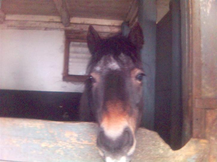 Dartmoor Petit Cheval Dunemose  - Titter i stalden.. Titter = kælenavn i sted for Petit.. hehe billede 11