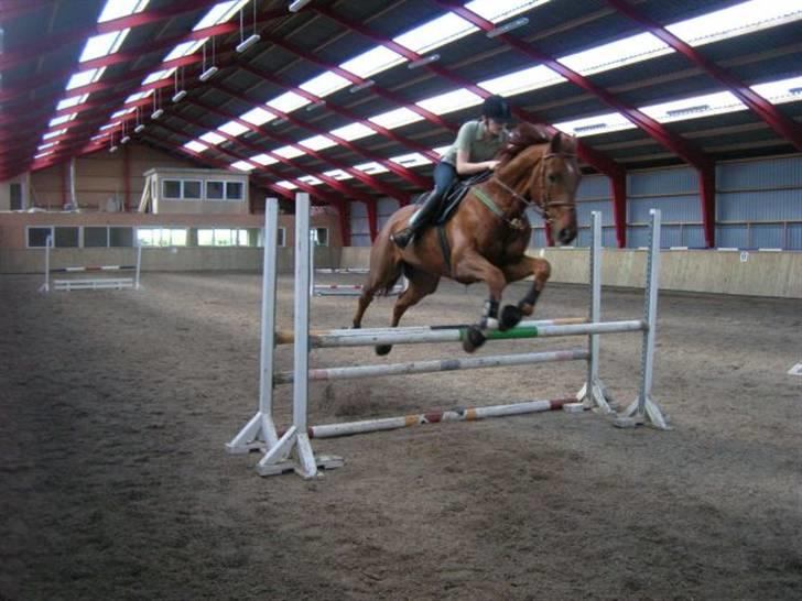 Svensk Varmblod Helios - lige et lille spring... første gang jeg sprang på ham på klubben billede 2