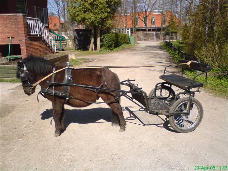 Shetlænder ( Ib )Lunde - hej og velkommen til min profil billede 1