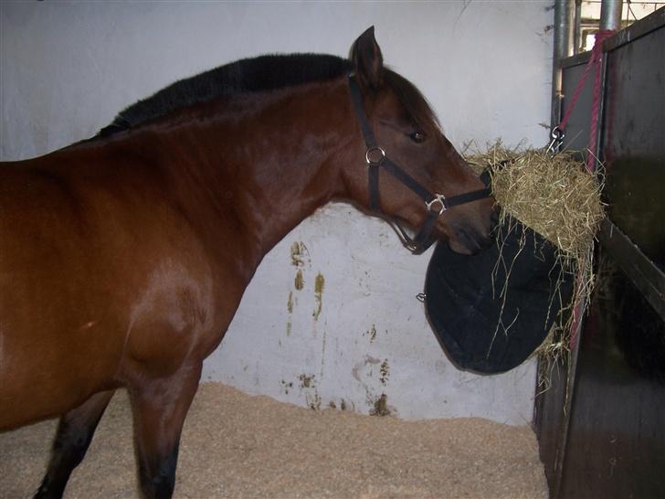 New Forest Christell ..:RIP:.. :'/ - Jaaaaaaah her står jeg og gumler hø i mig dagen før lerbaek staevne LC1 billede 1
