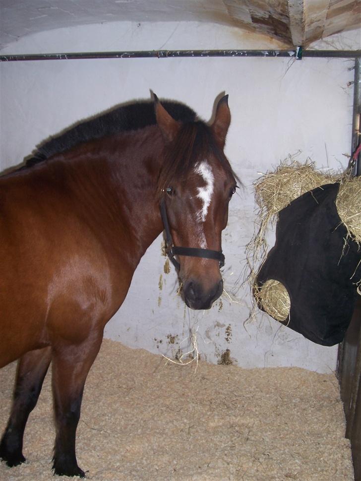 New Forest Christell ..:RIP:.. :'/ - Se mig. Er jeg ikke fin? billede 2