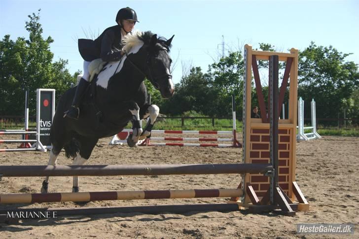 Pinto Solvangs Prinsesse Dina - Vores første stævne. I Ld. billede 2