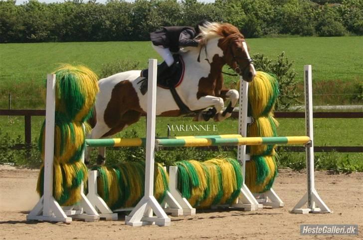 Pinto Cornelia  - Flot Cornelia. billede 4