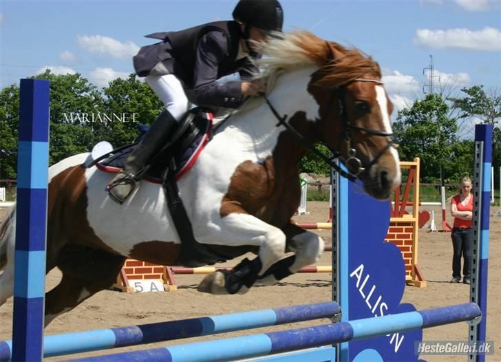 Pinto Cornelia  - Vi flyver lige en tur. billede 5