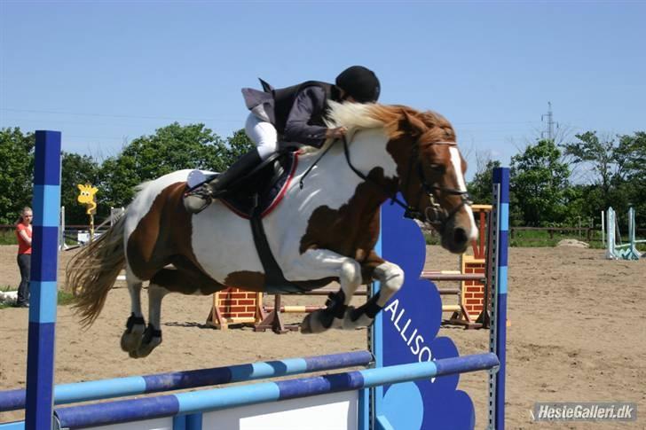 Pinto Cornelia  - Vi flyver lige lidt mere billede 6