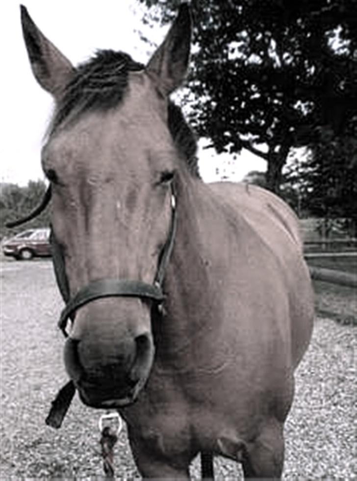 Anden særlig race Laban (R.I.P) billede 8