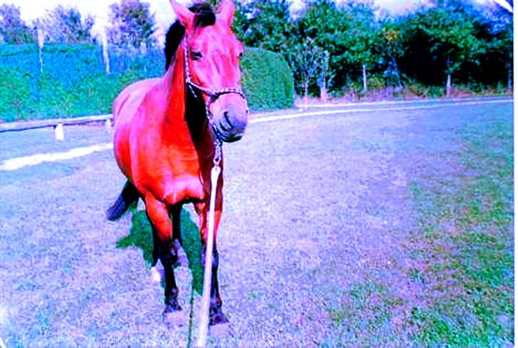 Anden særlig race Laban (R.I.P) billede 9