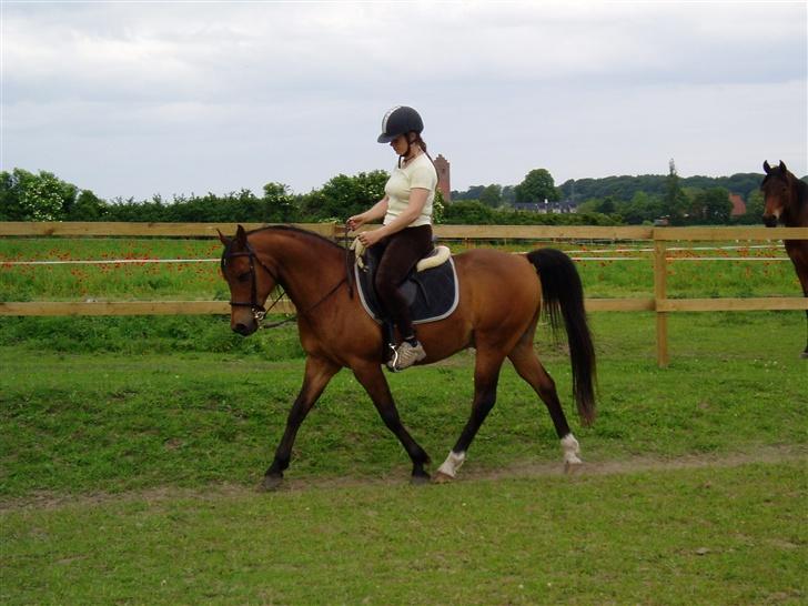 Arabisk fuldblod (OX) Grafic OX 1524 - Vi kan da stadig, Grafic er bare en fornøjelse at ride på billede 12