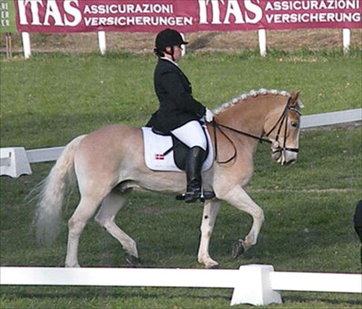 Haflinger Stakato billede 14