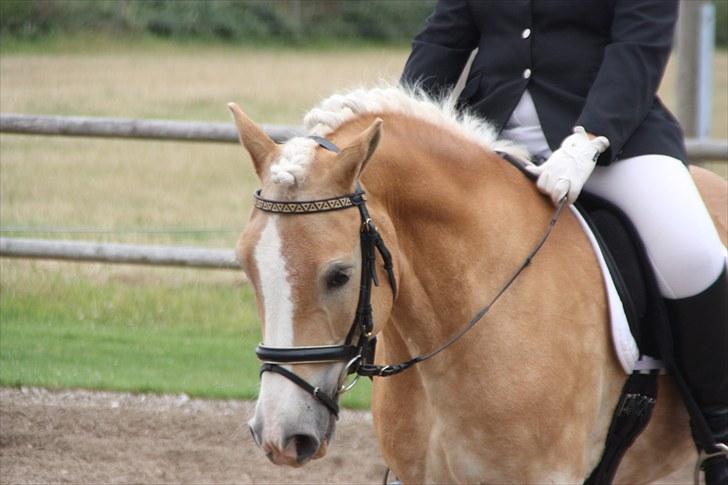 Haflinger Stakato billede 17