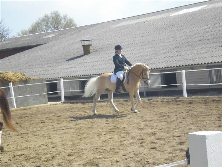 Haflinger Stakato billede 18