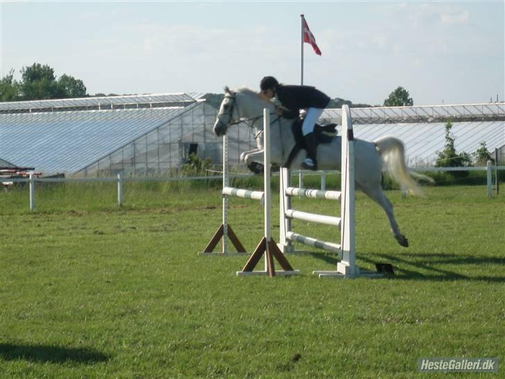 Hollandsk Sportspony Blondie  - c stævne på anderup. (: billede 13