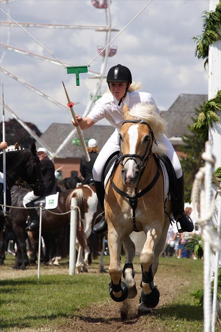 Haflinger Artist Junior billede 4