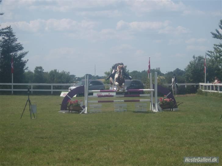 Pinto Cornelia  - Silkeborg Landsstævne. Ma. billede 7