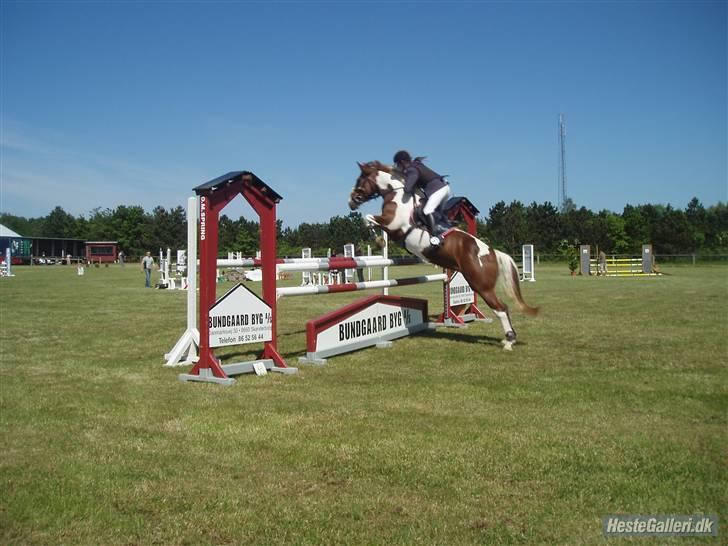 Pinto Cornelia  - Stevenstrup Landsstævne. Mb eller Ma. billede 8