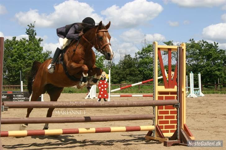 Anden særlig race Flicka billede 1