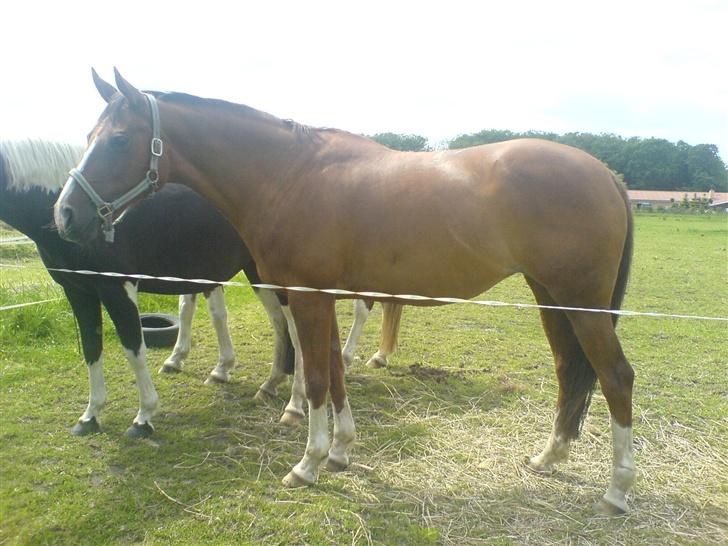 Anden særlig race Flicka billede 2