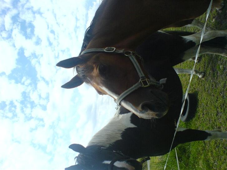 Anden særlig race Flicka billede 3