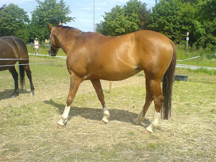 Anden særlig race Flicka billede 5