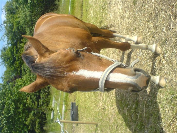 Anden særlig race Flicka billede 6