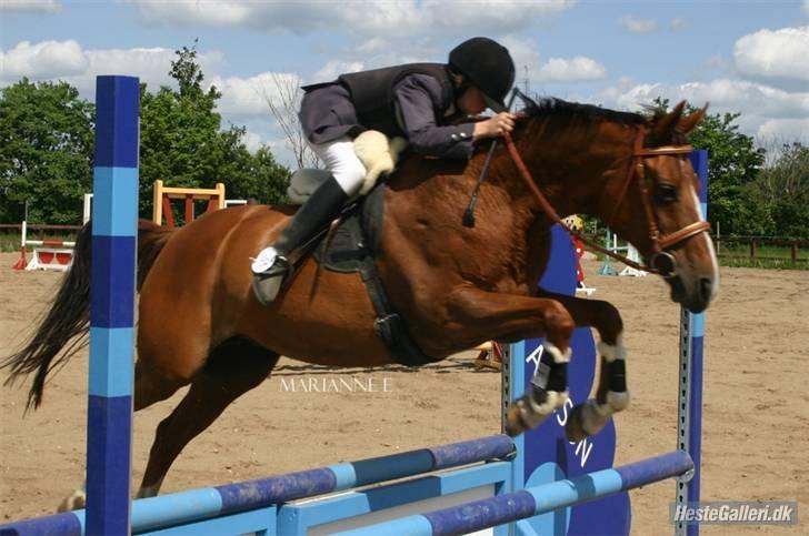 Anden særlig race Flicka billede 7