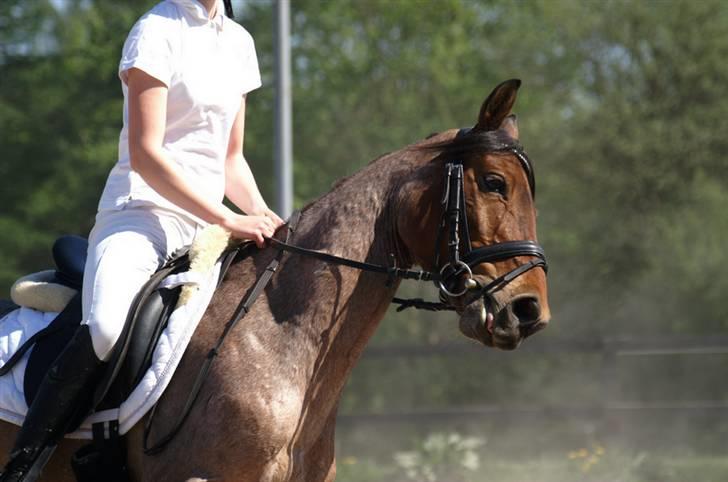 Anden særlig race Dusty  - forår 2008. stævne, bliver lidt vild.. foto: shella. billede 19