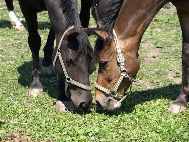 New Forest Vadgaards Bellmann - Sams og Nicko på fold :D - mon de har fundet en bille i græsset :p? billede 17