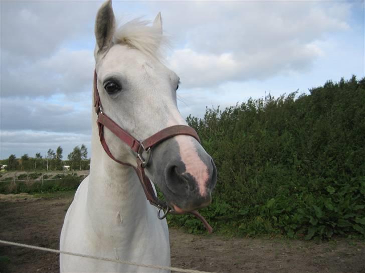 New Forest Firfod Aida - <3 billede 8