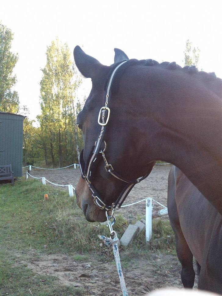 Trakehner Rødhøj's Chapman(<3) - Så smuk :] billede 10