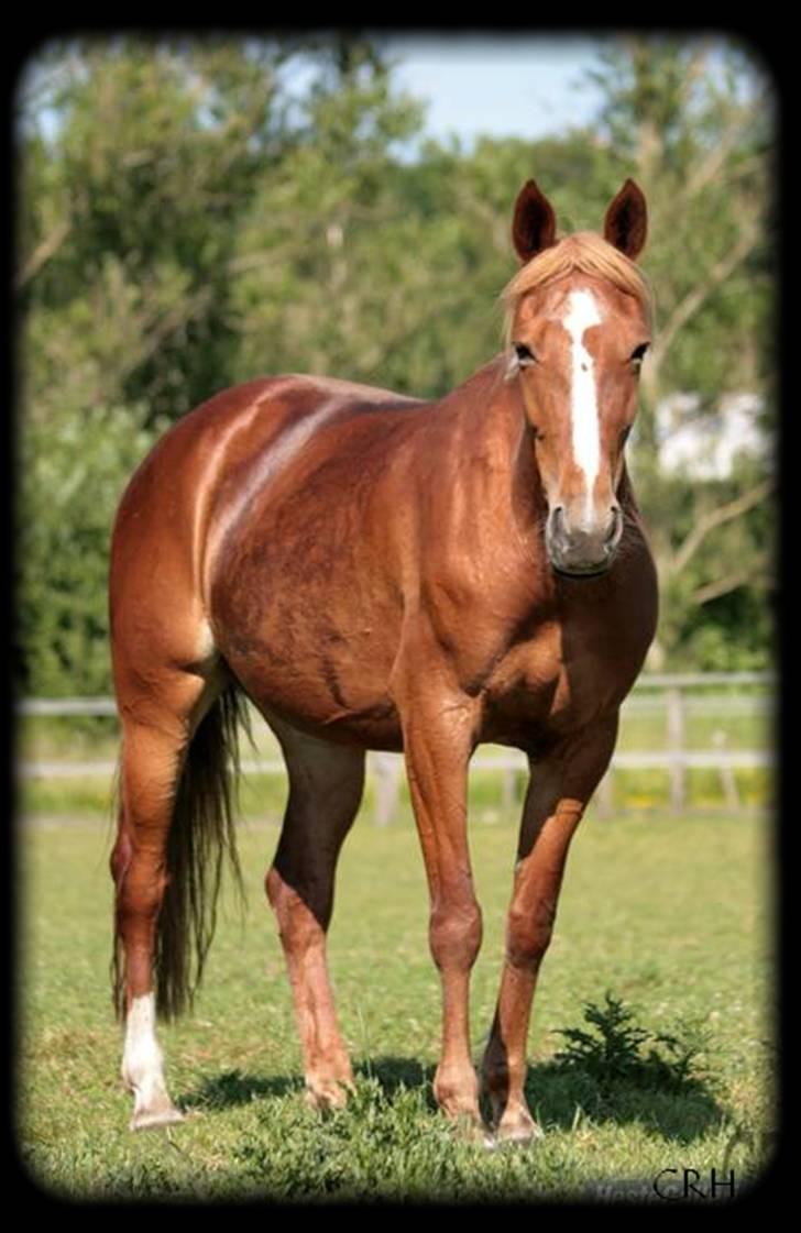 Traver Charmaine *mit alt* billede 11