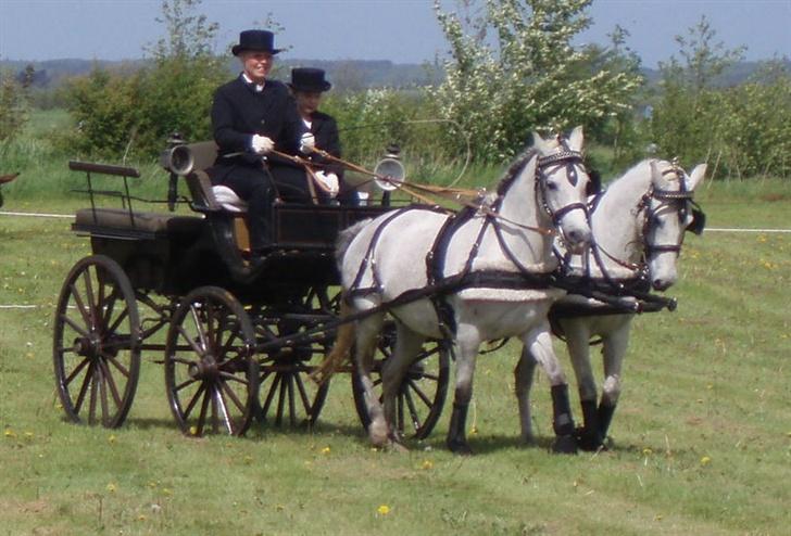 DSP Snorgårdens Molly Malone  - til opvisning.. Molly går til Venstre for kusken :) hende der går i holdning :D  billede 16