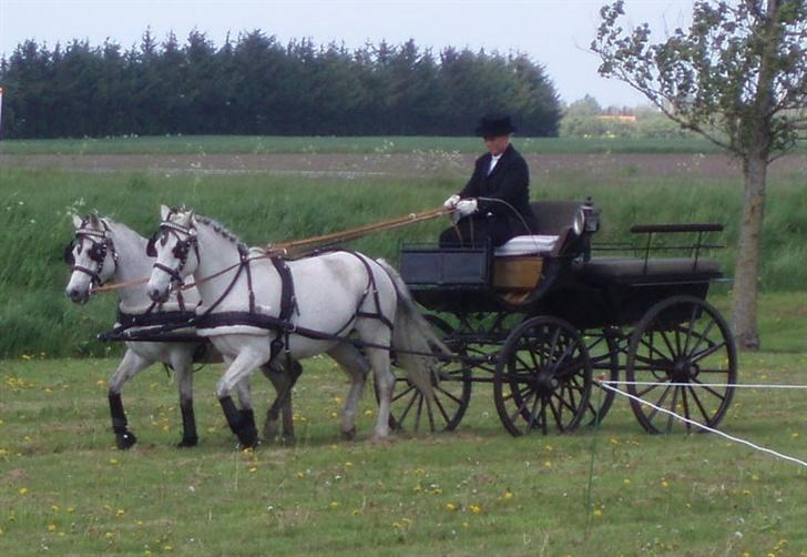 DSP Snorgårdens Molly Malone  - til opvisning.. billede 17