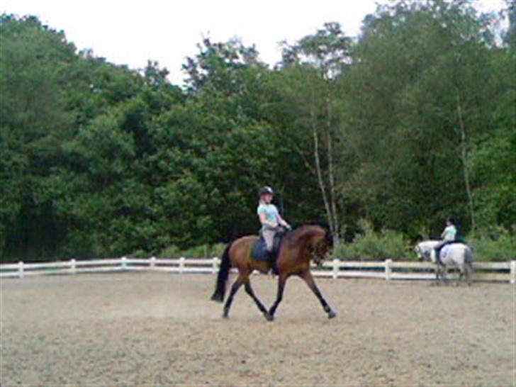 Tysk Sportspony Chemin De Royal  *Solgt - dressur. billede 16