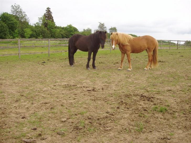 Islænder Assa fra Himlingøje - Assa og Mosi <3 de dejligeste ! billede 10