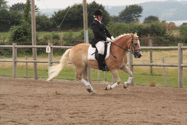 Haflinger Artist Junior billede 6