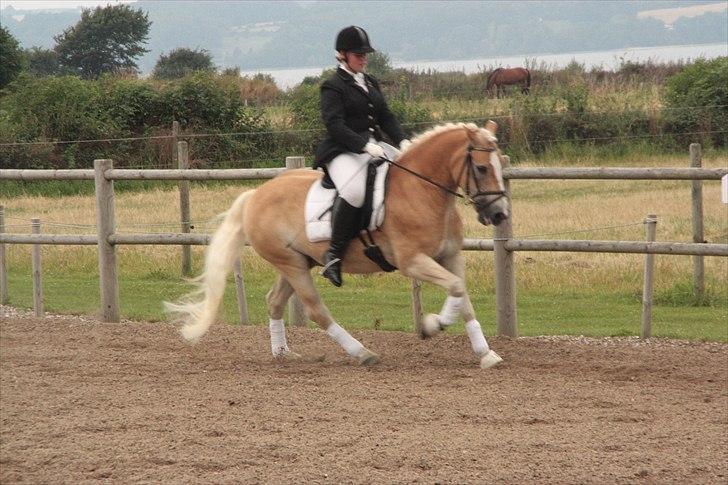 Haflinger Artist Junior billede 7