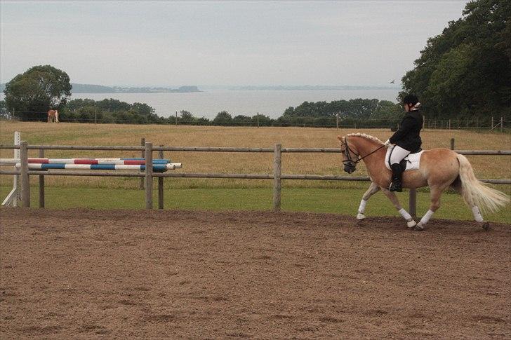 Haflinger Artist Junior billede 8