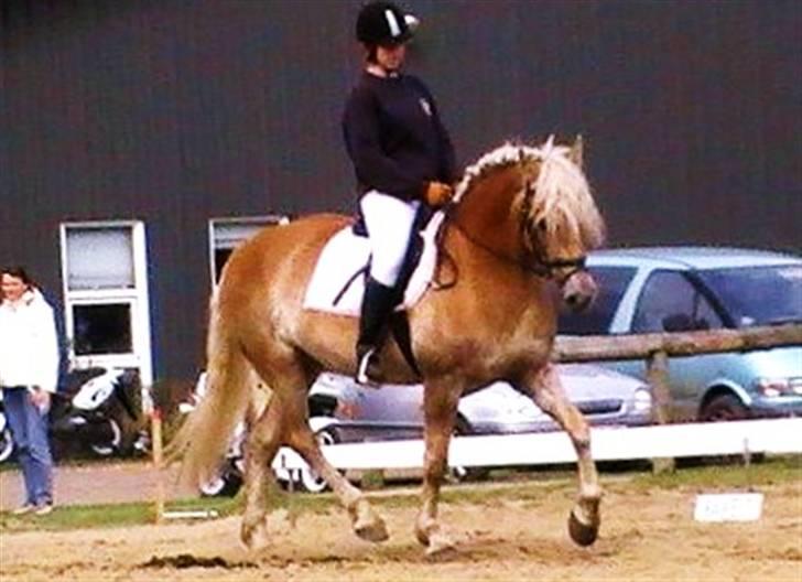 Haflinger Wyomi  billede 1