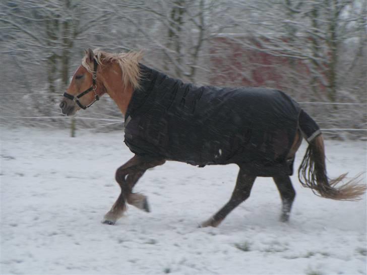 Haflinger Wyomi  - Jubiii.. sne ^^ billede 2