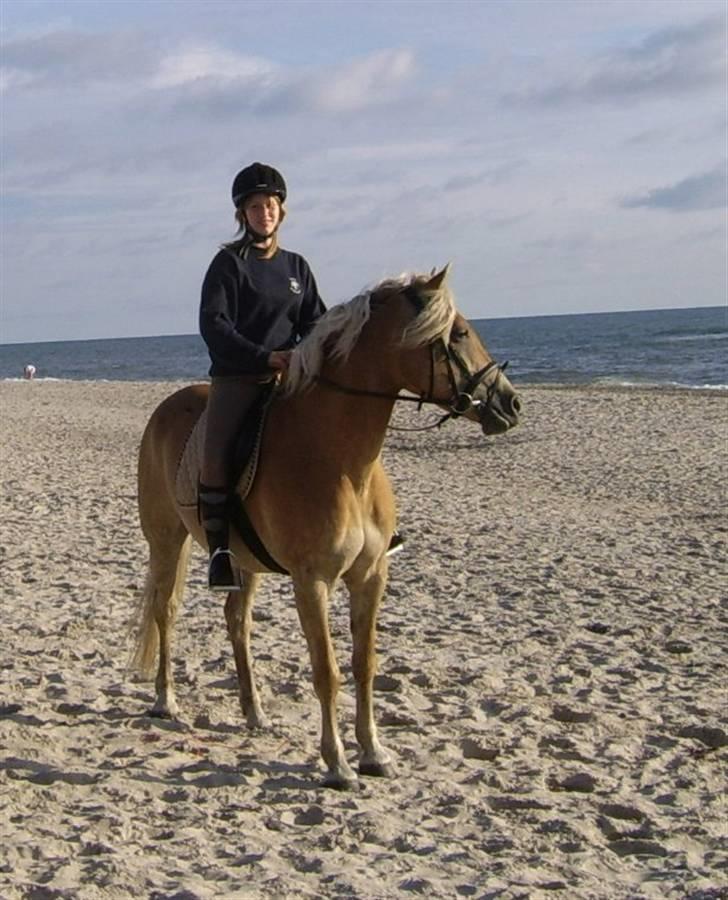 Haflinger Wyomi  - mig og Wyomi til Fjand ved Havet.. som er meget spændende og farligt billede 3