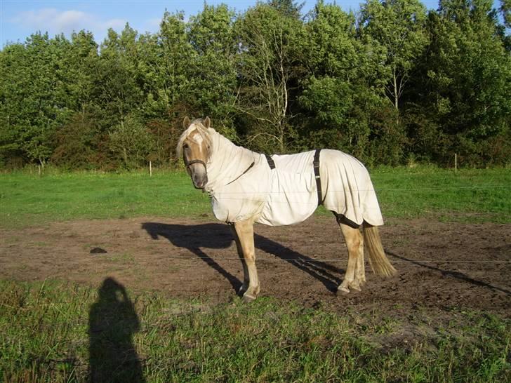 Haflinger Wyomi  - Wyomi i hendes eksem-dækken billede 4