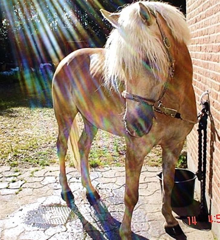Haflinger Wyomi  billede 5