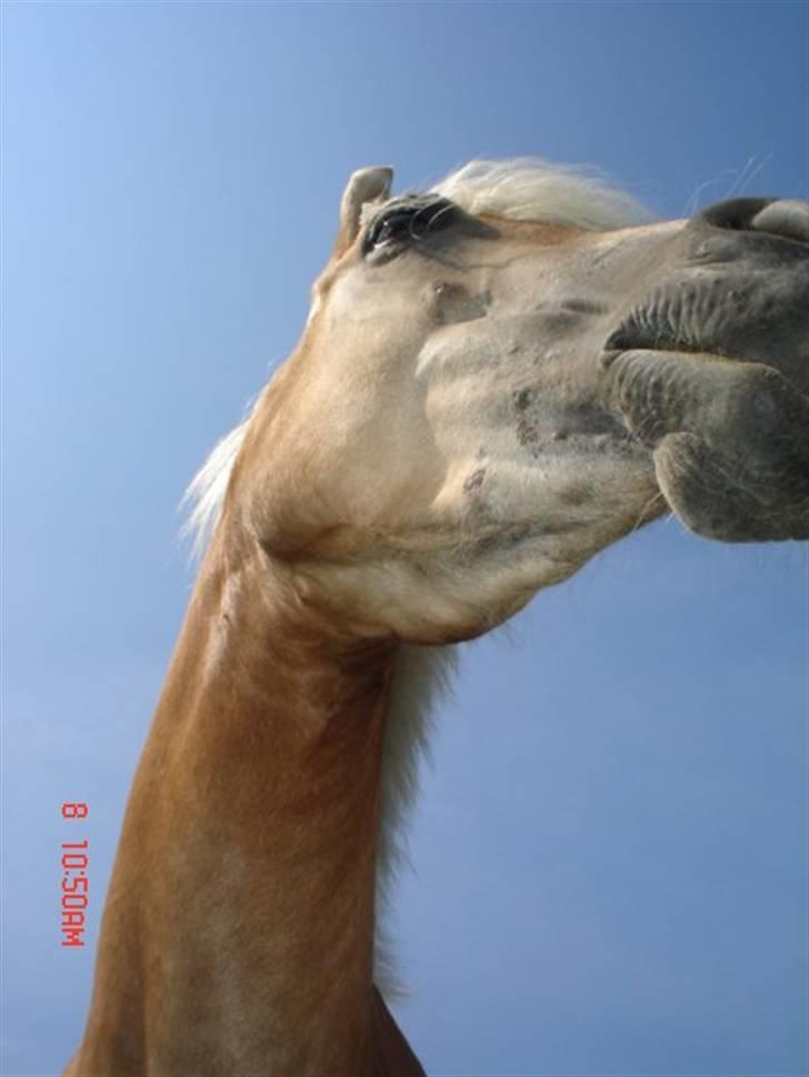 Haflinger Wyomi  - Sådan går det når jeg går amok medet kamera... billede 6