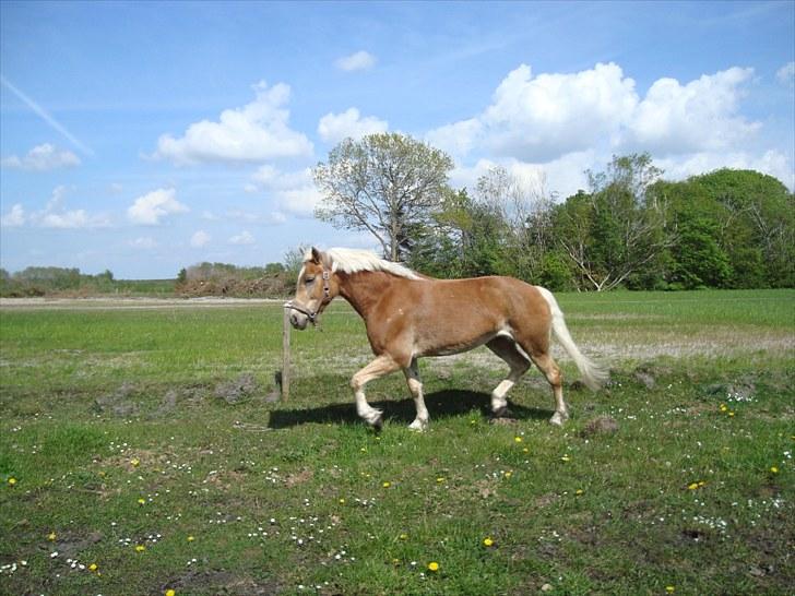 Haflinger Wyomi  - Forår 2010 billede 7